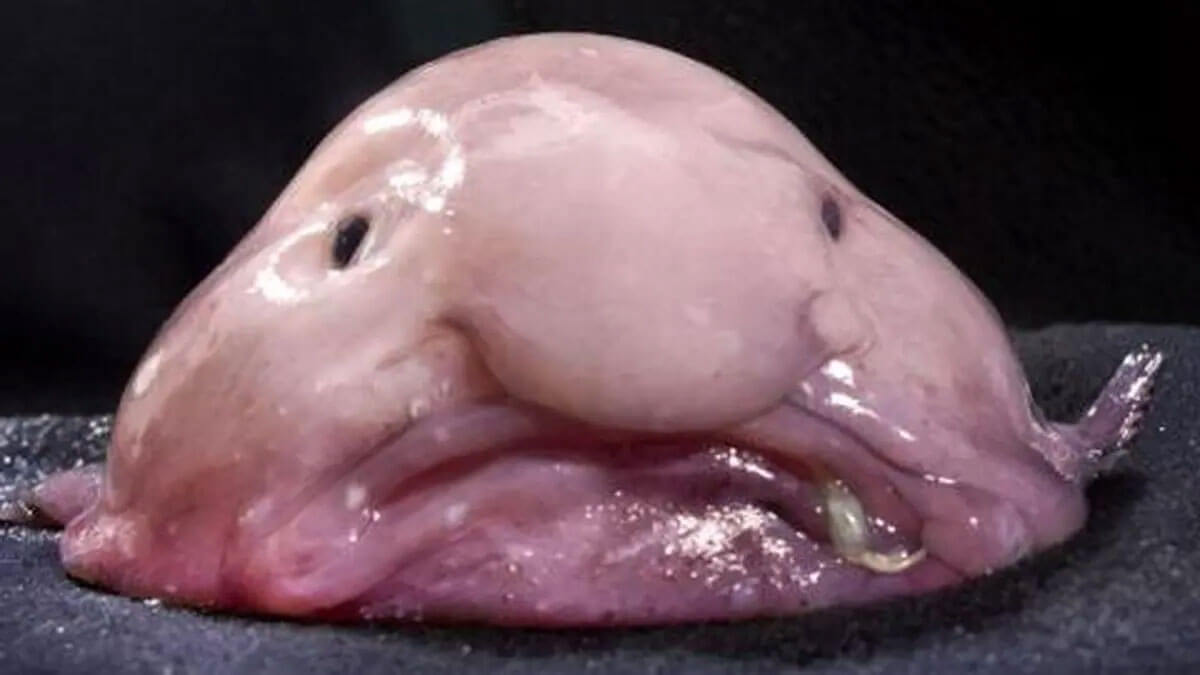Birne der Blobfisch