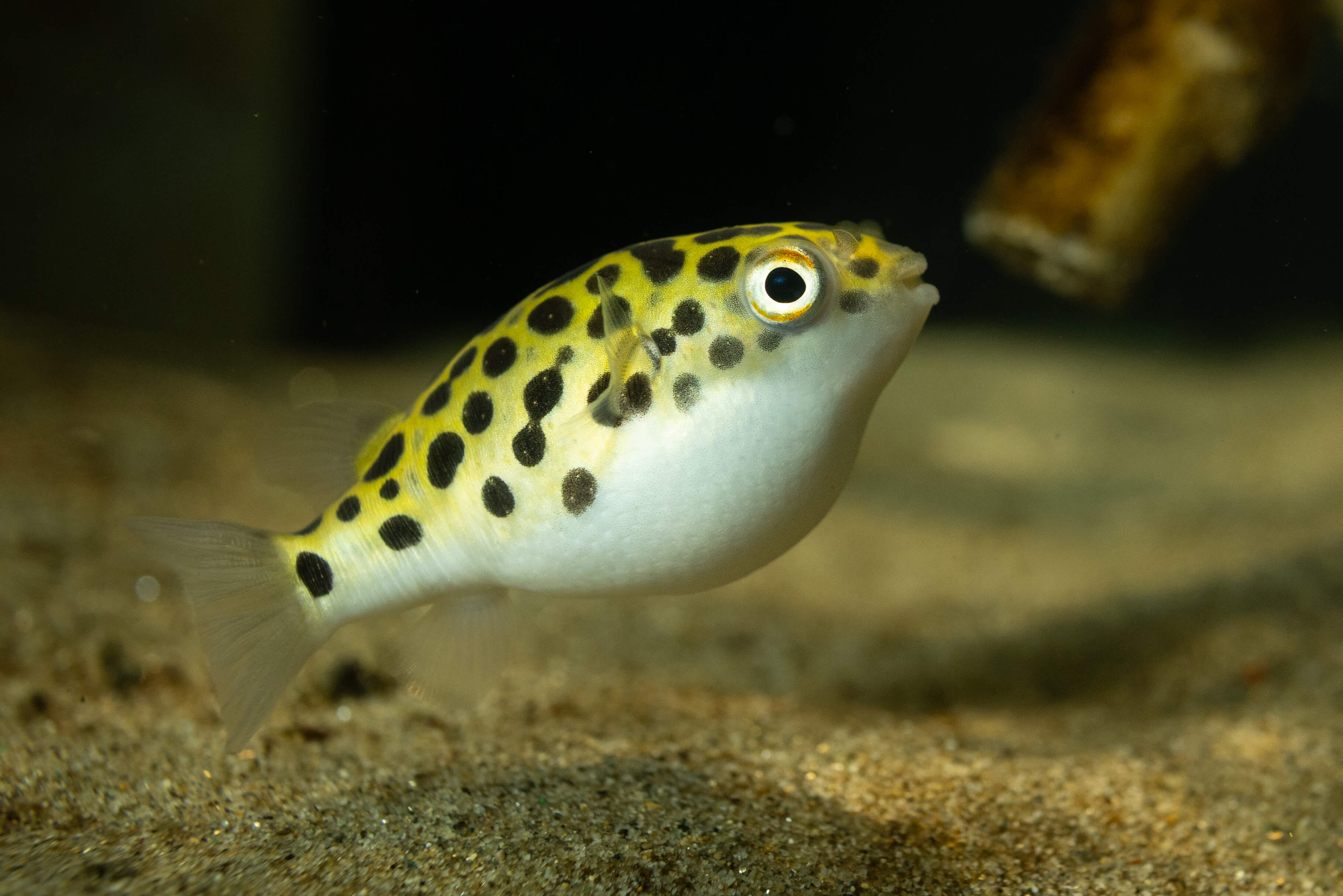 Blubb der Kugelfisch