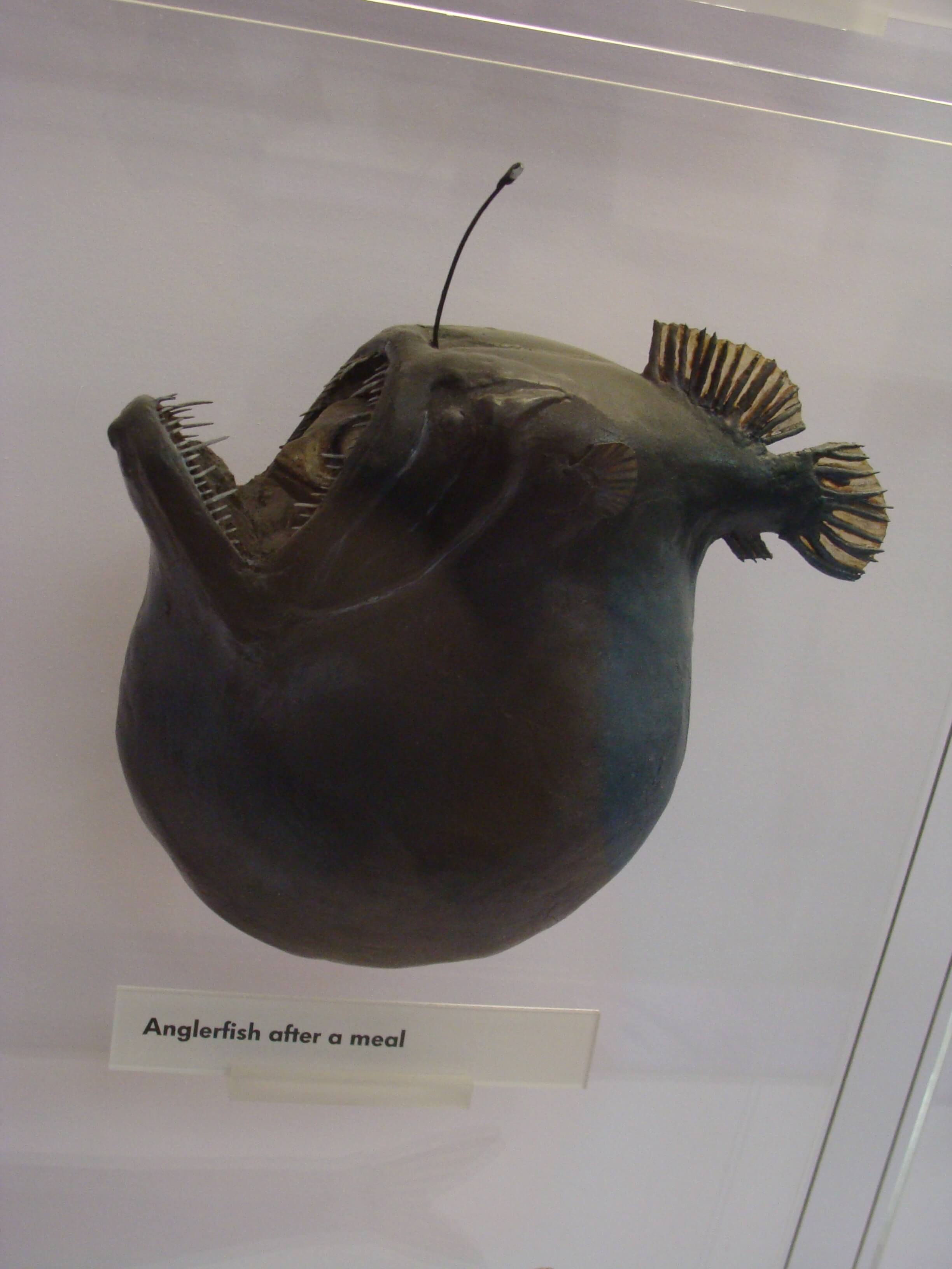 Klopper der Anglerfisch