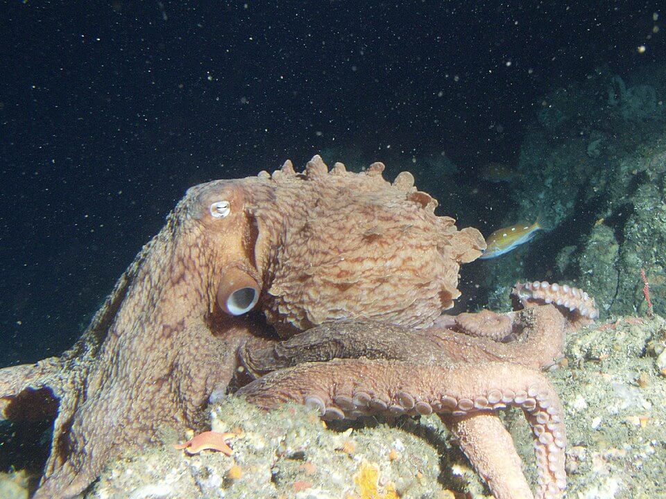 Kraken-Kralle der Oktopus